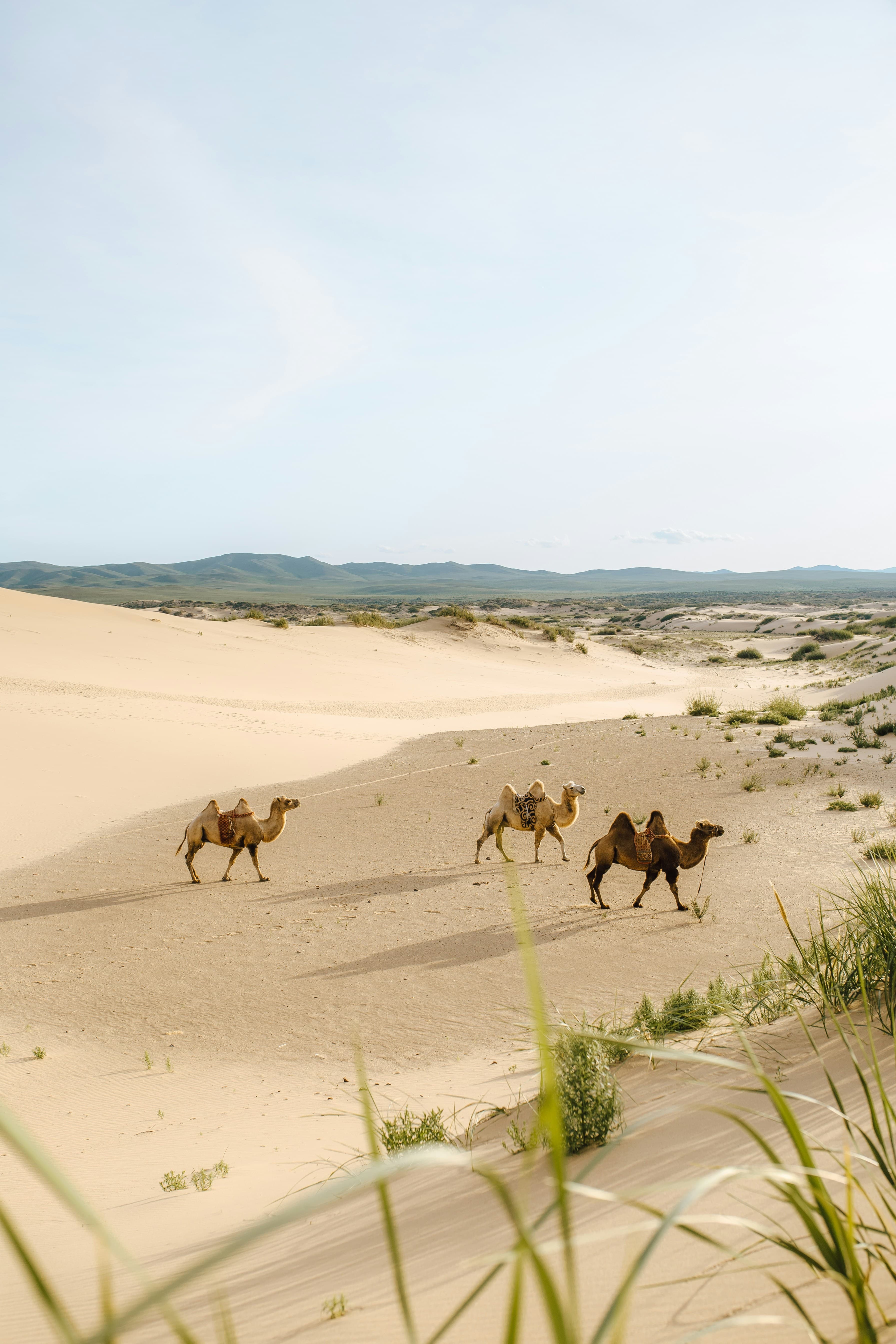 Gobi Desert Tour
